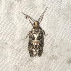 Eucopina tocullionana