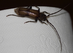 Crinarnoldius maculatus