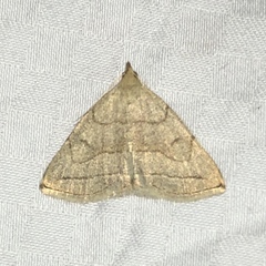 Zanclognatha pedipilalis