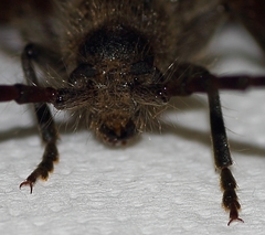 Crinarnoldius maculatus