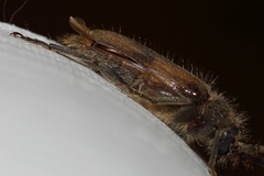 Crinarnoldius maculatus