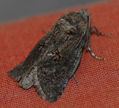 Cossinae