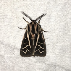 Apantesis williamsii