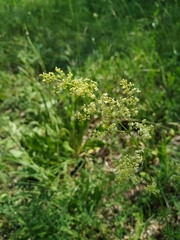 Galium × pomeranicum