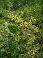 Galium × pomeranicum