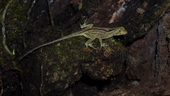 Bighead Anole photo 2