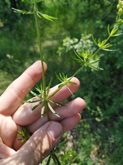 Galium × pomeranicum