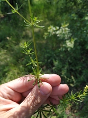 Galium × pomeranicum