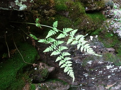 Cystopteris tenuis