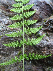 Cystopteris tenuis