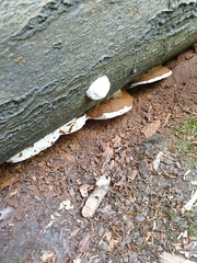 Ganoderma applanatum
