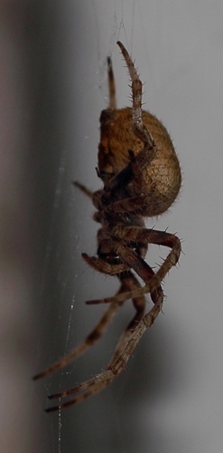 Red-spot Hairy Field Spider