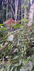 Cestrum elegans