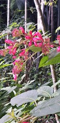 Cestrum elegans