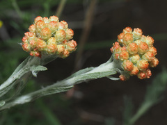 Helichrysum graveolens