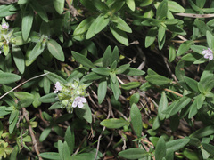 Thymus tiflisiensis