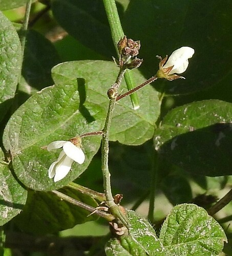 Image of Desmodium affine by no rights reserved