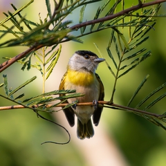 Green-Backed Becard photo 2