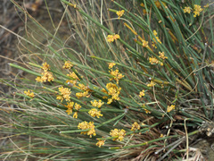 Ephedra procera
