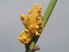 Ephedra procera