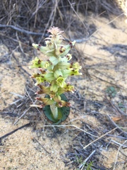 Lachenalia marginata
