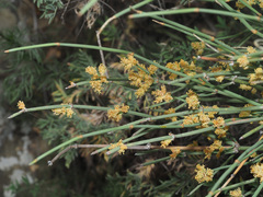 Ephedra procera