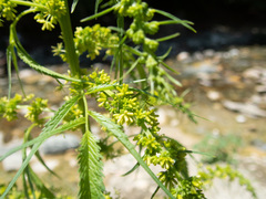 Datisca cannabina