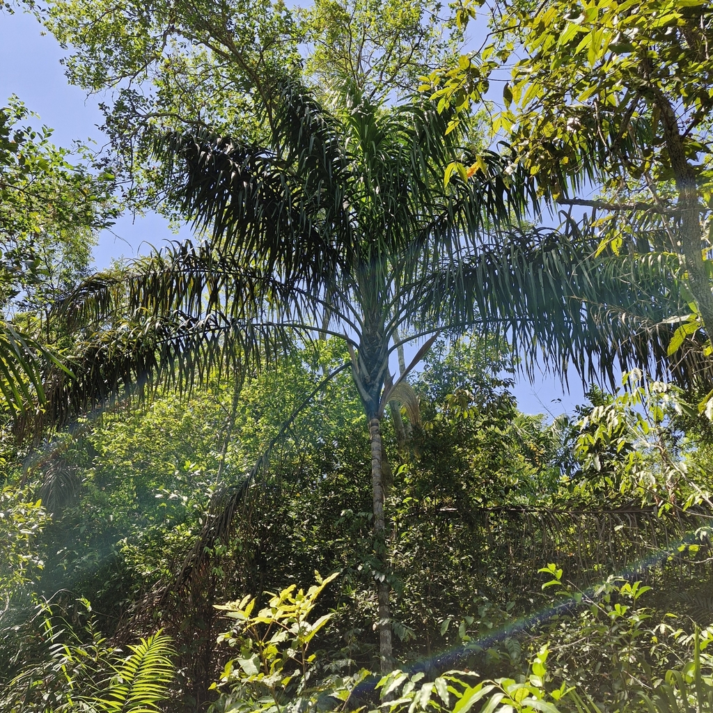 Foto de Bacaba-de-leque