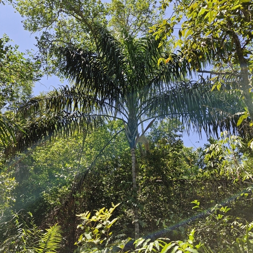 Bacaba-de-leque