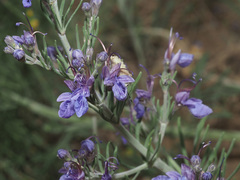 Teucrium orientale
