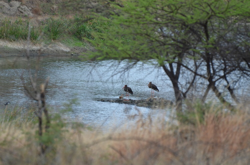 Black Stork