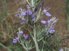 Teucrium orientale