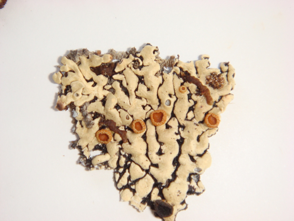 Menegazzia pulchra