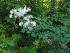 Thalictrum aquilegiifolium sibiricum