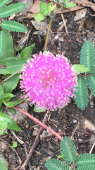 Mimosa nuttallii