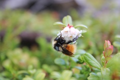 Bombus lapponicus