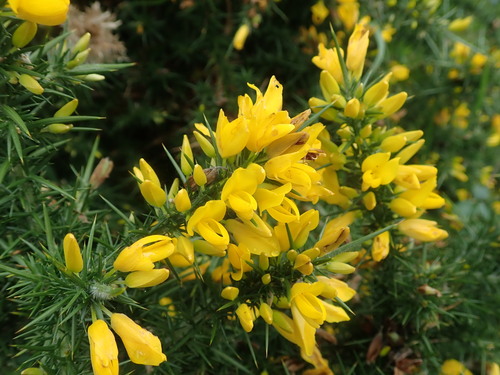 Image of Ulex gallii by (c) Daniel Cahen, some rights reserved (CC BY)