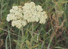 Achillea nobilis