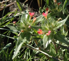 Collomia biflora