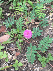 Mimosa nuttallii