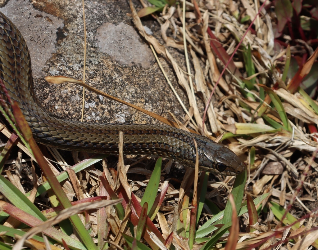 Grey-bellied Grass Snake
