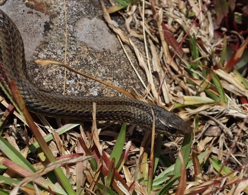 Grey-bellied Grass Snake, Psammophylax variabilis