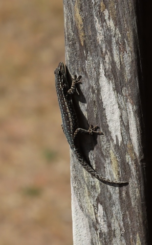 Bons' Dwarf Day Gecko, Lygodactylus bonsi