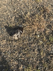 Chordeiles gundlachii