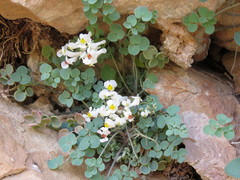 Sarcocapnos enneaphylla