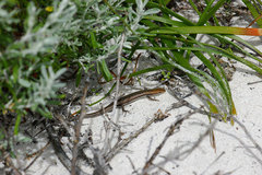 Morethia lineoocellata