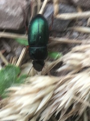Harpalus