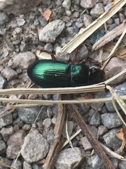 Harpalus