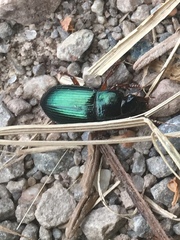 Harpalus