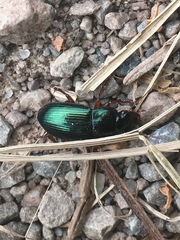 Harpalus